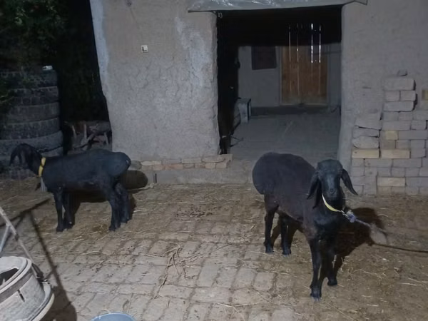 公羊, Sheep