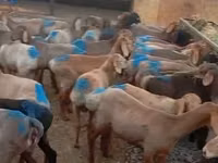 ஆண் ஆடு, Rhon sheep — புகைப்படம் 2