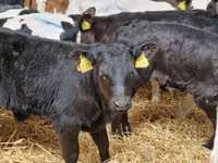 Rinder (Partie, Geschlecht nicht angegeben), Simmental cattle — Foto 2