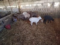 Ovelhas (lote, sexo não especificado), Ovelhas — foto 1