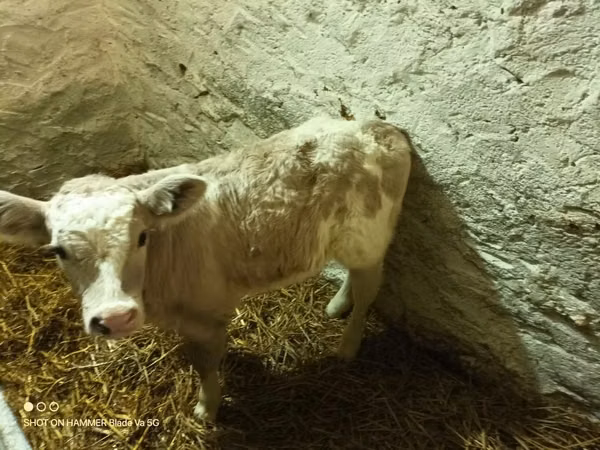 Taureau, Bovins
