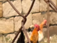 Chickens — foto 6