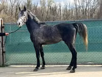 Atlar (partiya, cinsi göstərilməyib), Lipizzaner — foto 6