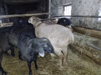 ვერძი, Edilbay sheep — ფოტო 4