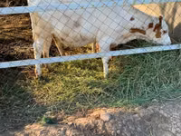 Kuh, Holstein-Rasse — Foto 3
