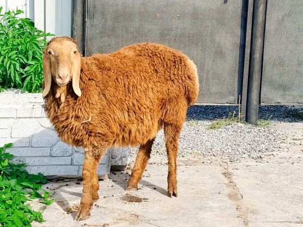 Beran, Hissar sheep