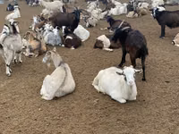 Goat, Goats — photo 3