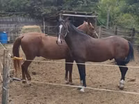 At, Lipizzaner — foto 6