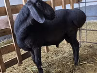 Bélier, Arashan sheep — photo 2