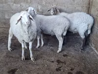 பெண் ஆடு, Merino sheep — புகைப்படம் 4