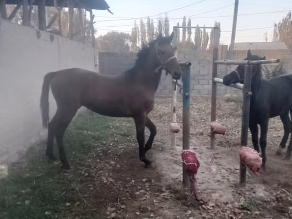 Horse (M), Karabair horse