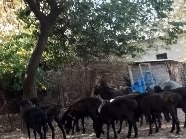 羊（ロット、性別未指定）, Hissar sheep