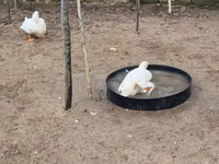 Ducks — الصورة 7