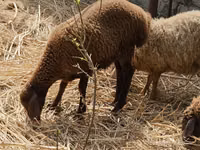 Qo‘ylar (partiya, jinsi ko‘rsatilmagan), Karabakh sheep — 1-rasm