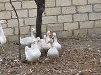 Ducks — zdjęcie 1