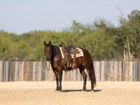 母马, Quarter Horse — 照片 8