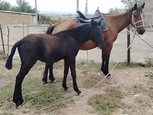 Jument, Chevaux — Azerbaïdjan
