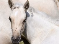 فرس, Quarter Horse — الصورة 4