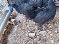 Australorp — foto 3