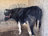 母牛, Holstein breed — 照片 5