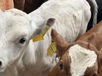 Bydło (partia, płeć nieokreślona), Simmental cattle — zdjęcie 7