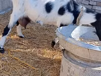 Cabra, Saanen goat — foto 6