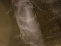 नर सूअर, सूअर — फ़ोटो 3