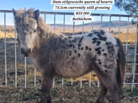 公马, Miniature horse — 照片 2