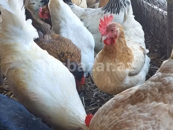 leghorn