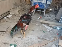 Chickens — foto 6