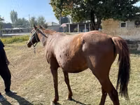 فرس, Kazakh horse — الصورة 4