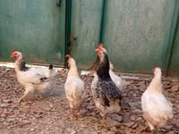 Chickens — foto 8