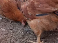 Chickens — zdjęcie 3