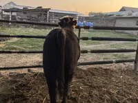 ثور, Simmental cattle — الصورة 6
