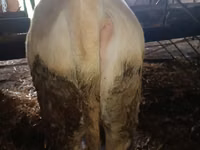 காளை, Simmental cattle — புகைப்படம் 2