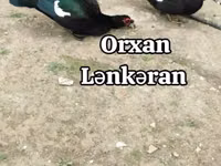 Ducks — Foto 1