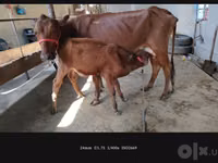 பசு, மாடுகள் — புகைப்படம் 3