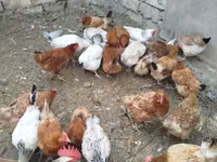 Chickens — Foto 2