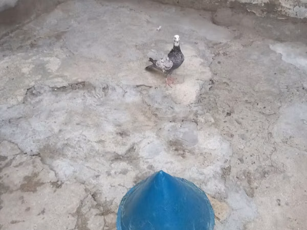Quduc başlıqlı göyərçin yuvası/sığınacağı Məhsul təsviri: - Konus