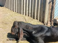 ஆண் வெள்ளாடு, Kamori goats — புகைப்படம் 3