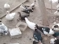 Ducks — zdjęcie 6