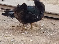 Ducks — foto 2
