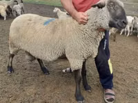 Baran, Hampshire sheep — zdjęcie 2