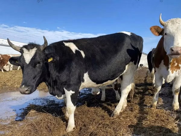 雌牛, Russian Black pied cattle