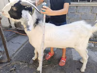 公山羊, Nubian Goat — 照片 1
