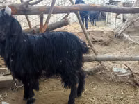 பெண் வெள்ளாடு, Dagestan coarsewool goat — புகைப்படம் 3
