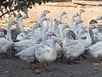 Geese — zdjęcie 3