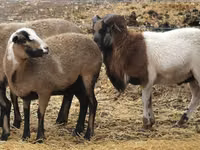 Owca, Cameroon sheep — zdjęcie 1