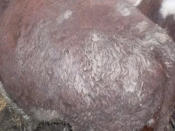 Buqa, Russian Black pied cattle
