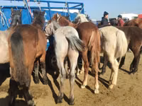 Cavalo, Cavalos — foto 3